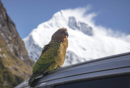 New Zealand 2025 (1 group) (4/66)